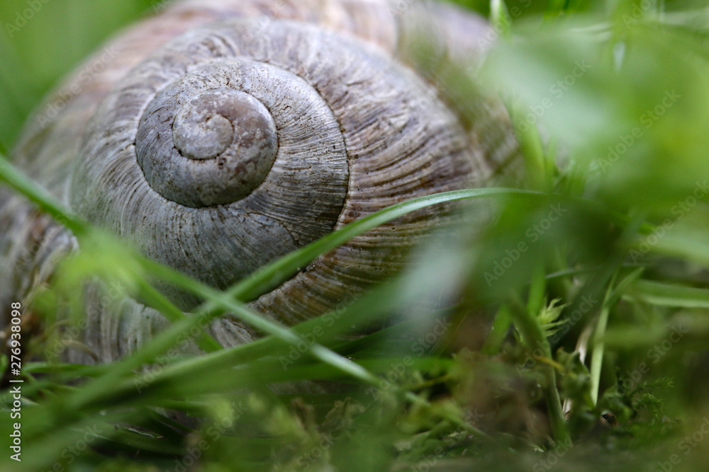 Macroaufhname Schneckenhaus Weinbergschnecke Macroaufhname Schneckenhaus Weinbergschnecke