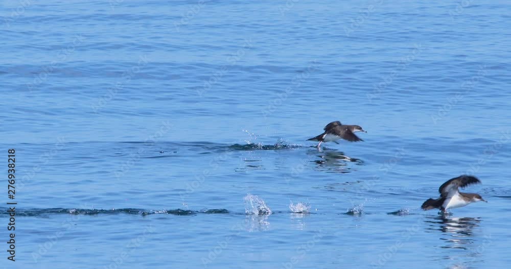 Manx Shearwater sea birds flying over ocean water slow motion Manx Shearwater sea birds flying over ocean water slow motion