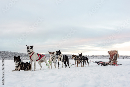eam of six huskies waiting to run and pull a sled