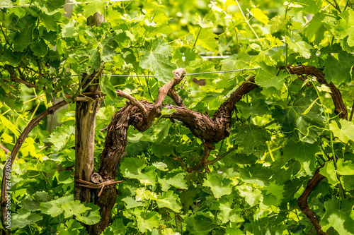 Detail of vine