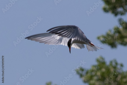 bird in flight