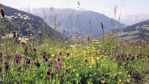 alpine pasture with a view