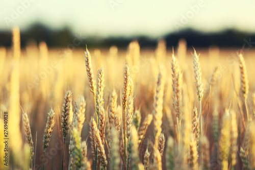 rye field at sunset ,harvest background