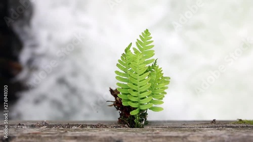 young fern over a wild mountain river (focus pull)