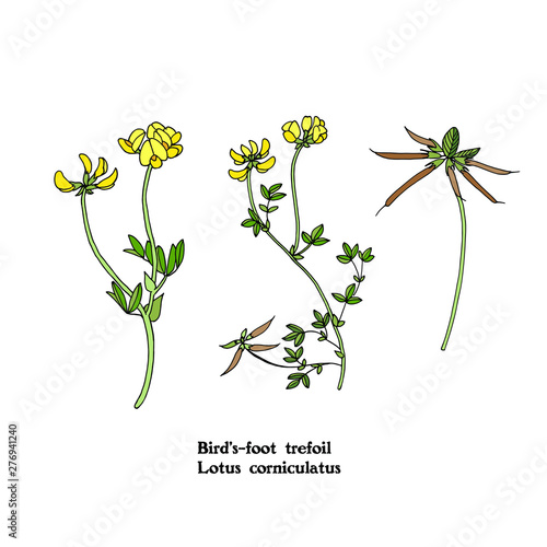 Set of botanical illustrations of forage, fodder, hay, silage  medicinal and meadow plant - Lotus corniculatus, Bird s foot trefoil
