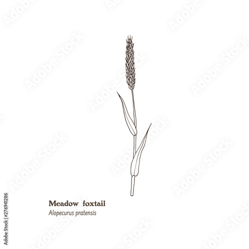 Simple black and white botanical illustration of Alopecurus pratensis, meadow plant for forage and hay, Meadow foxtail.