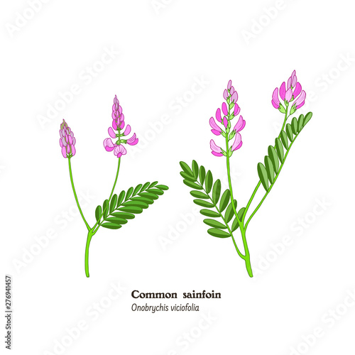 Set of botanical illustrations of forage and meadow plant Red clover, Trifolium pratense.