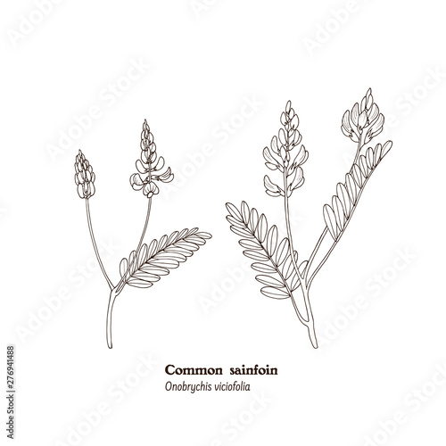 Set of botanical illustrations of hay, fodder, forage, meadow plant - Onobrychis viciofolia, Sainfoin.