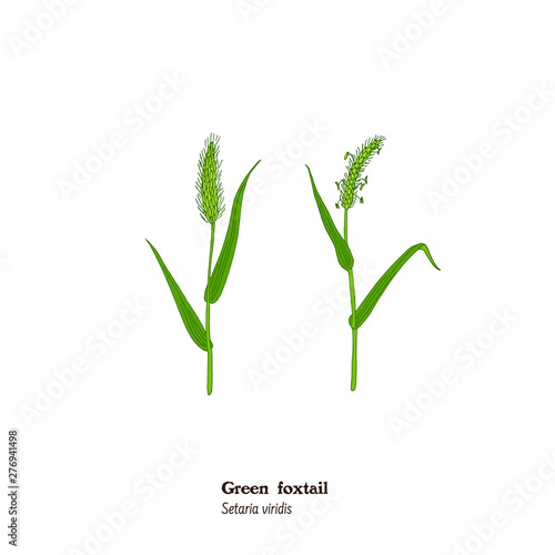 Botanical illustrations of forage and meadow plant Setaria viridis with polen.
