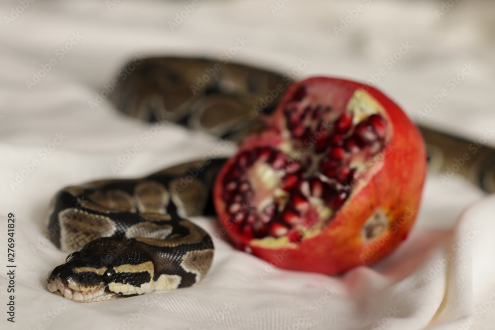 Obraz premium Beautiful snake with ripe pomegranate on white blanket