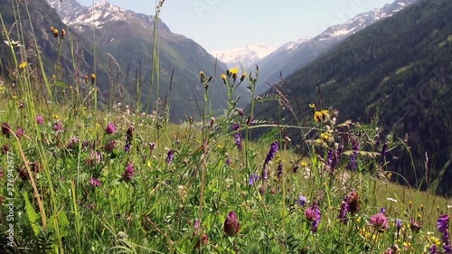 alpine pasture with a view