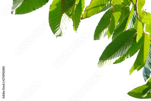 Tropical tree leaves with sun light top view on white isolated background for green foliage backdrop 