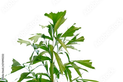 Tropical palm leaves on white isolated background for green foliage backdrop 