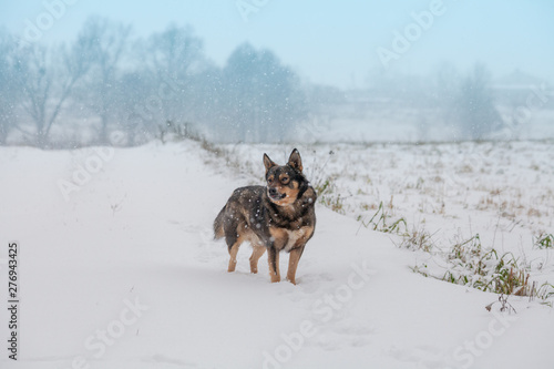 The dog walks in the winter in a snow-covered field in a blizzard