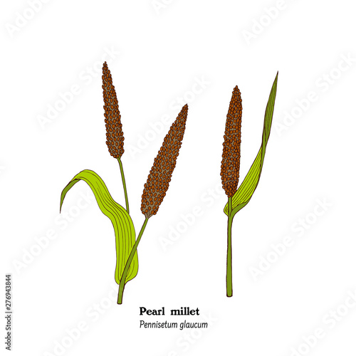 Set of botanical illustrations of crop, forage and meadow plant, Pennisetum glaucum, Perl millet. photo