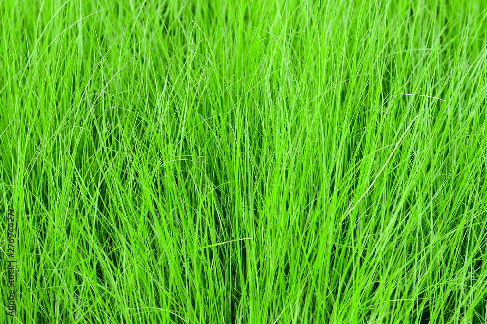 Spring green grass in closeup Spring green grass in closeup