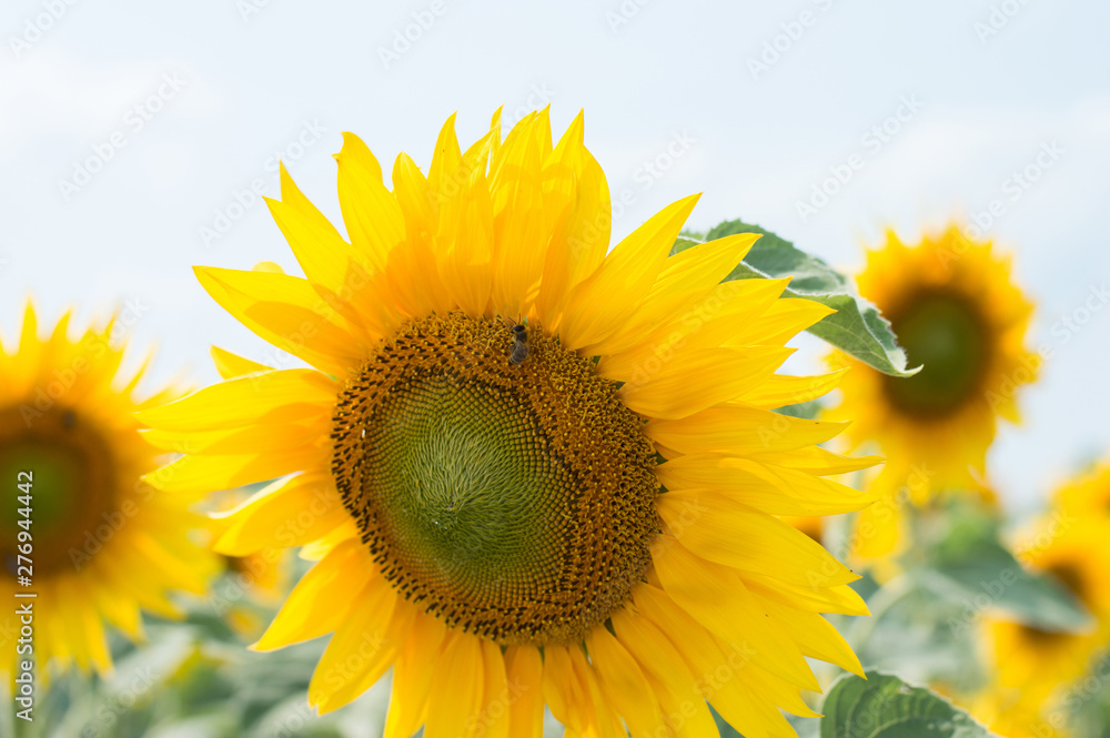Bright sunflower field with blue sky, closeup