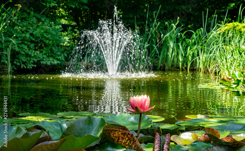 Beautiful garden pond with amazing pink water lilies or lotus flowers Perry's Orange Sunset. Nymphaea are bloom among leaves on blurred fountain background. Selective focus on Nymphaea