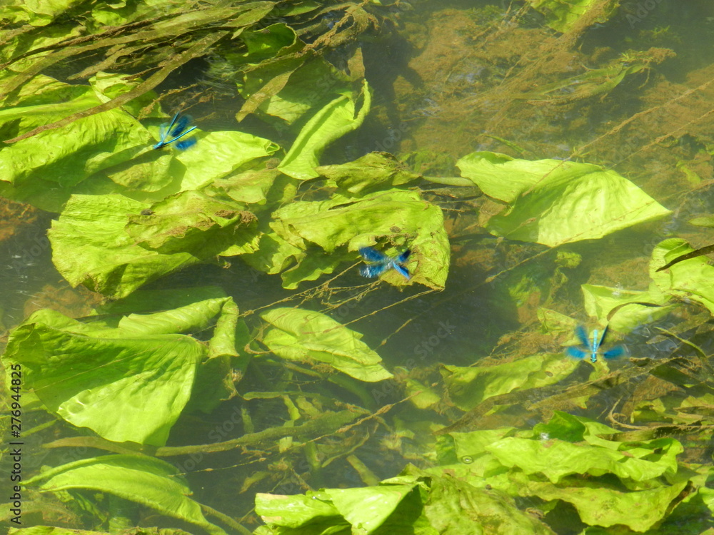 Obraz premium Украина река Старый Белоус