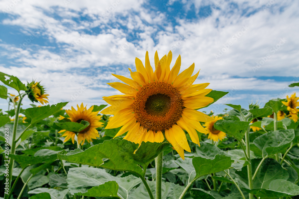 Sunflower on a sunflower field under a blue sky