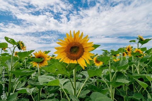 Sunflower on a sunflower field under a blue sky