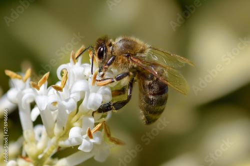 Bee feeding on nectar on a white flower