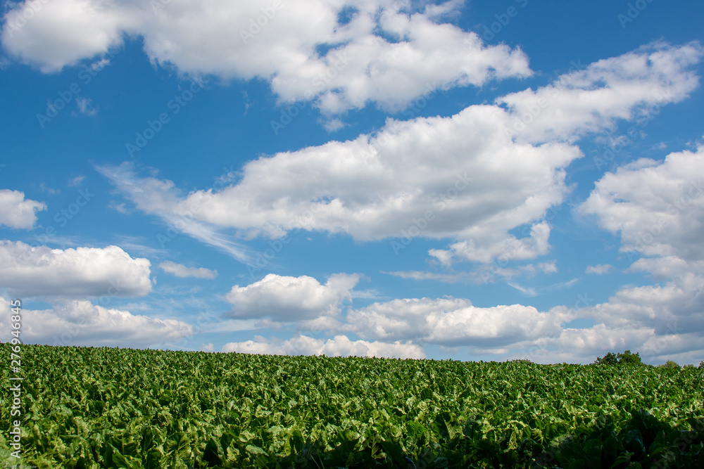 field of green grass and blue sky with white clouds field of green grass and blue sky with white clouds