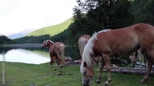 horses at a meadowy lake