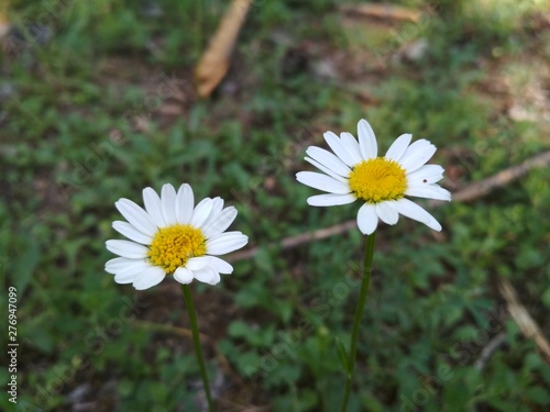 daisy in the grass