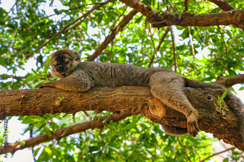 Mongoose lemur on a branch