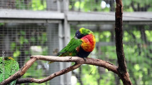 sleeping lorikeet on a branch