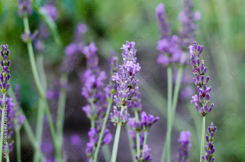 Beautiful lavender flower in lavander field. Selective and soft focus on lavender flower, Beautiful lavender flower in lavander field. Selective and soft focus on lavender flower,