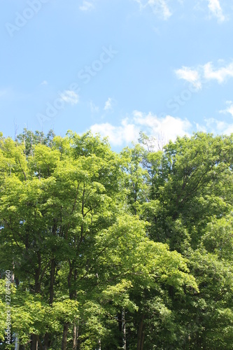 trees and blue sky