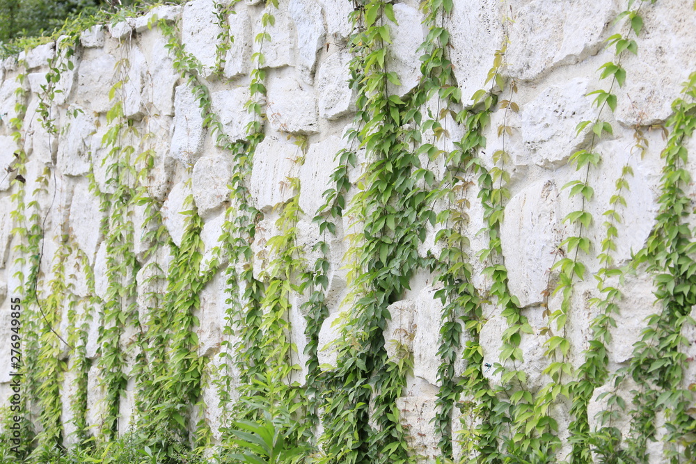 Obraz premium 石壁 つた