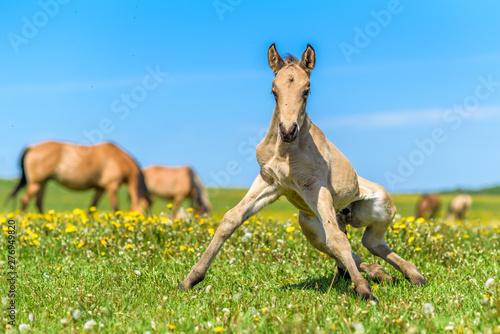 Young foal frolics on the field.