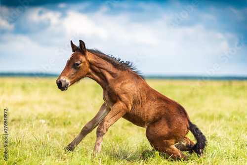 Photo Young foal frolics on the field.