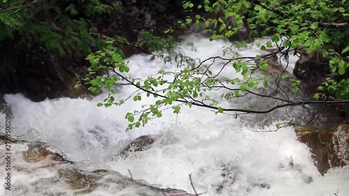 twigs and leaves in front of rumbling river water