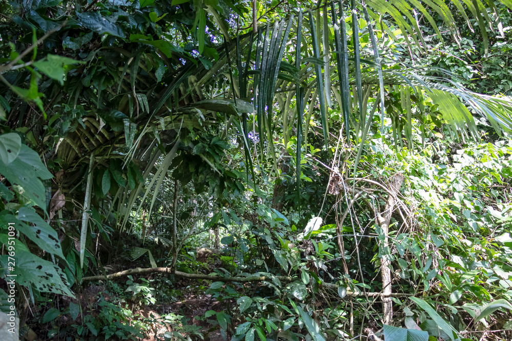 Green rainforest landscape, responsible and sustainable eco tourism in the jungle, Bolivia Green rainforest landscape, responsible and sustainable eco tourism in the jungle, Bolivia