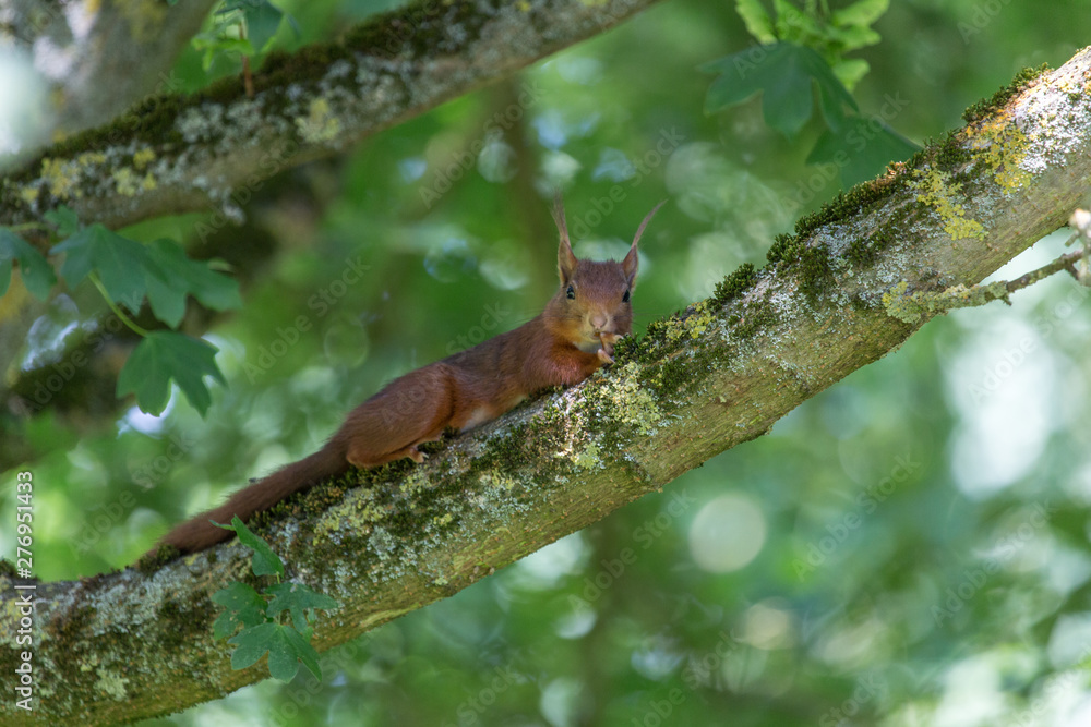 Wildes Eichhörnchen im dichten Wald (Taunus) 