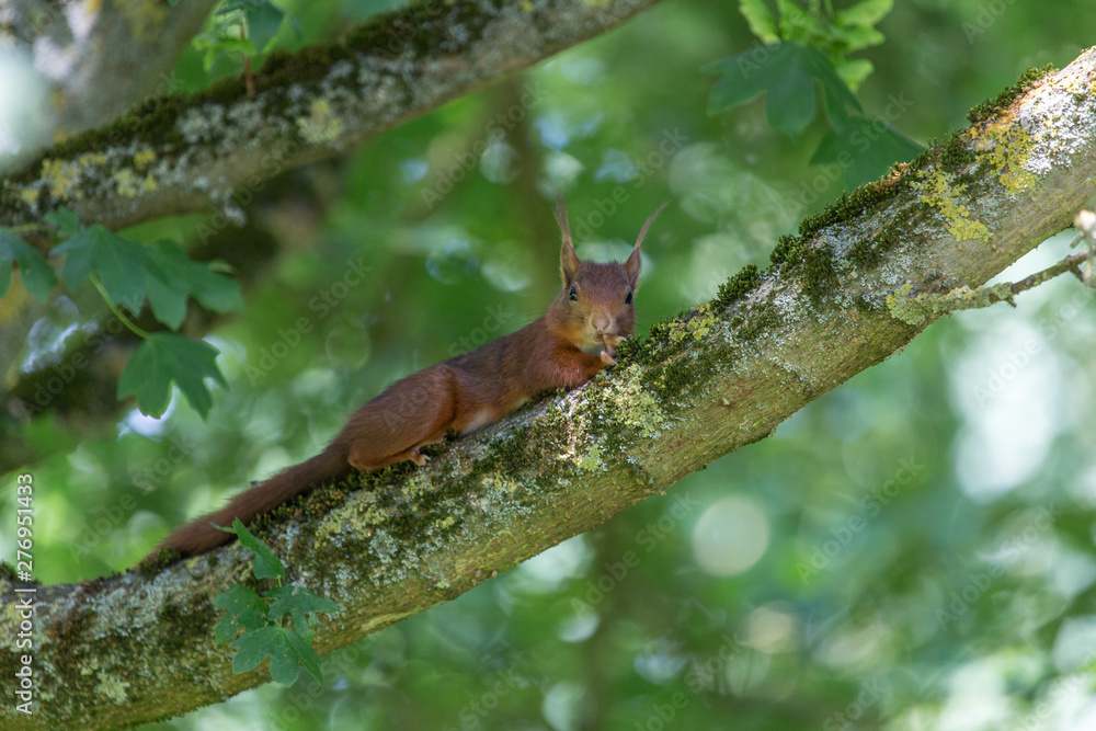 Wildes Eichhörnchen im dichten Wald (Taunus) Wildes Eichhörnchen im dichten Wald (Taunus)