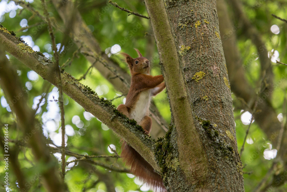 Wildes Eichhörnchen im dichten Wald (Taunus) Wildes Eichhörnchen im dichten Wald (Taunus)