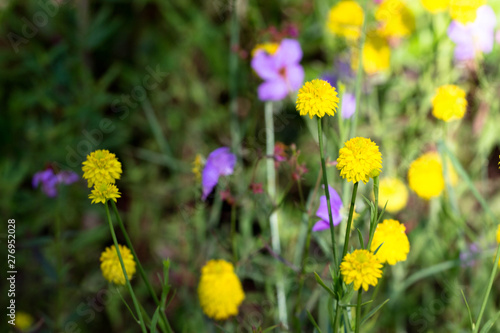 field of flowers © LifeGemz
