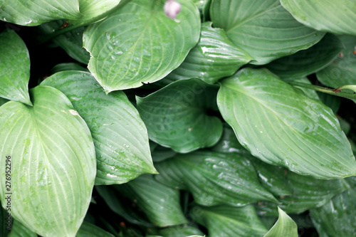 closeup of green leaves