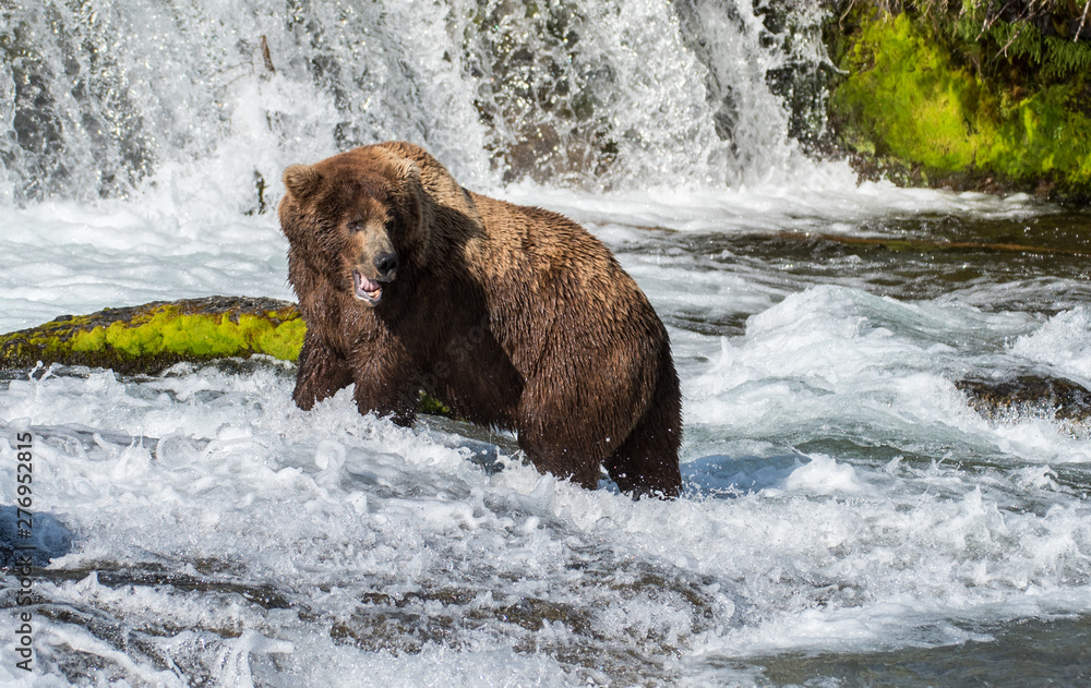 Grizzly at Katmai Grizzly at Katmai