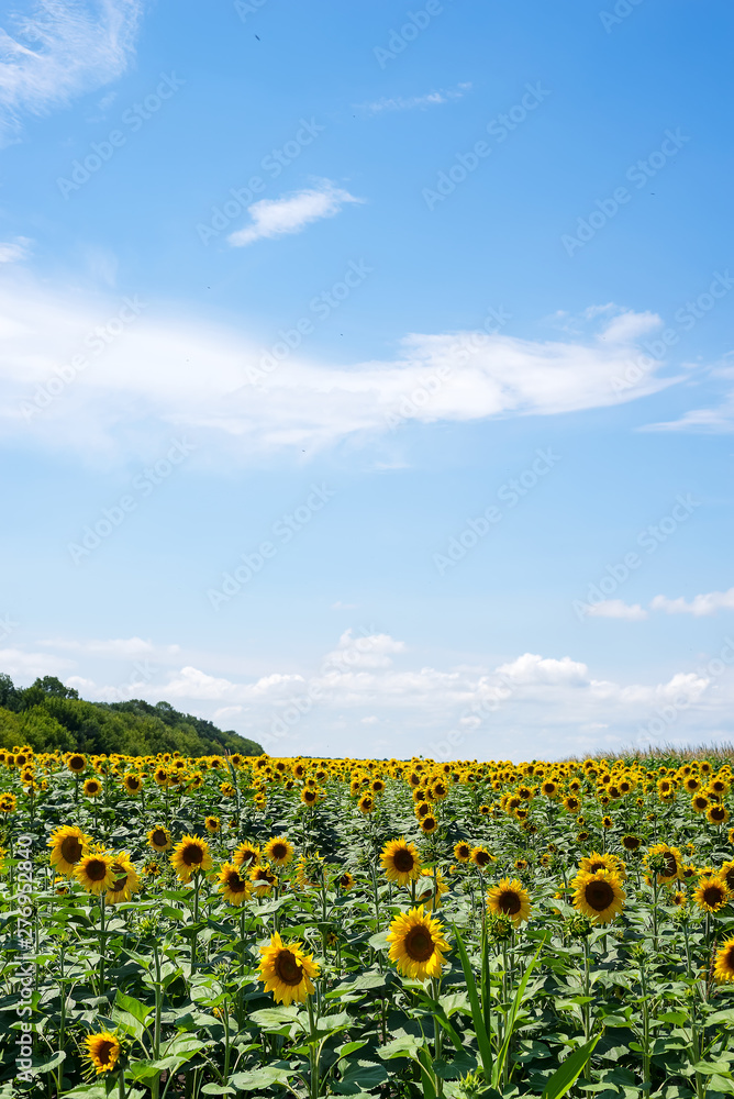 Obraz premium Sunflower field with cloudy blue sky