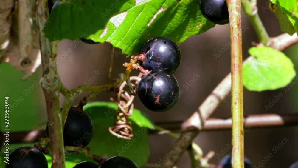 Ant Walking on Wild Grapes, Texas Indigenous Wine Grapes Ant Walking on Wild Grapes, Texas Indigenous Wine Grapes