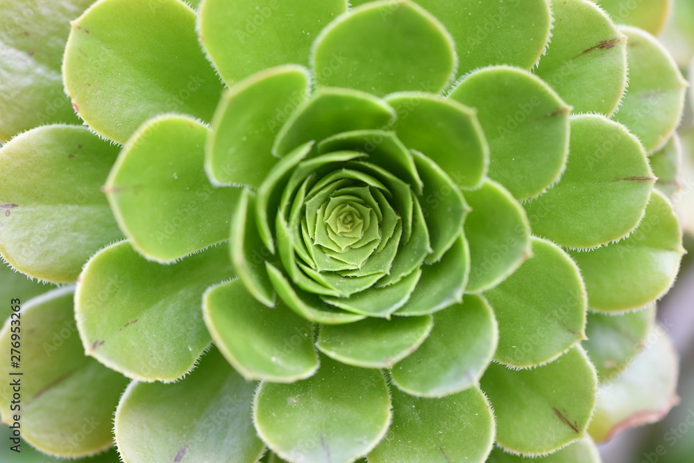 Partial view of a green succulent. Partial view of a green succulent.