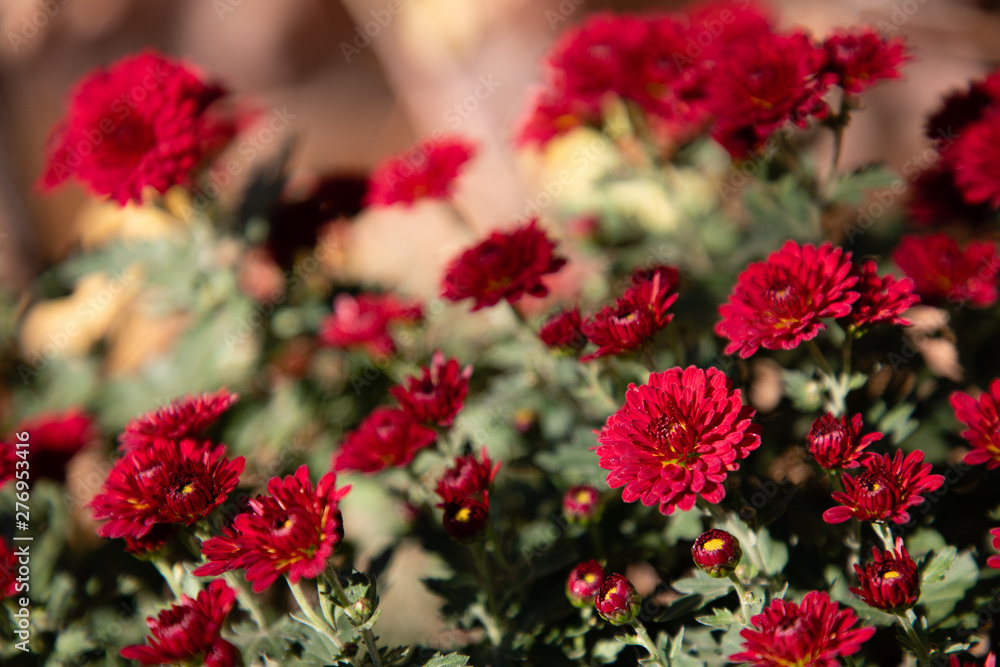 Close up of red flowers with green leafs Close up of red flowers with green leafs