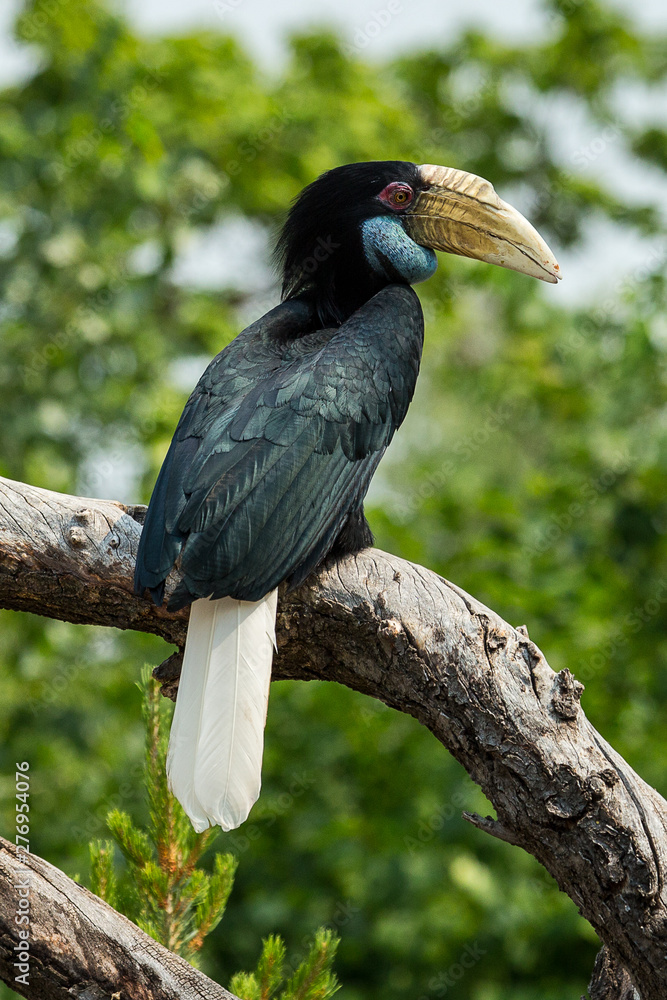 Fototapeta premium toucan