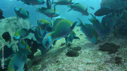 Wallpaper Mural School of Greenthroat Parrotfish, Scarus prasiognathus in Andaman sea  Torontodigital.ca